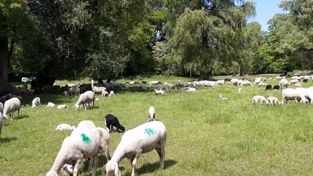 Englischer Garten München Schafherde смотреть онлайн