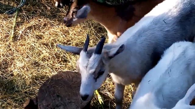 продаю козу дойную и козочку 3 месяца с "прямоугольником" на боку смотреть онлайн