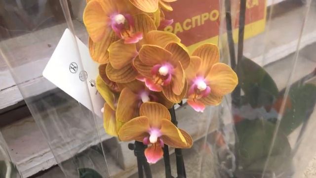 ОТЛИЧНЫЙ завоз орхидей в сетевой магазин смотреть онлайн