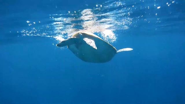 Snorkeling w indonezji z GitUP Git 2 смотреть онлайн