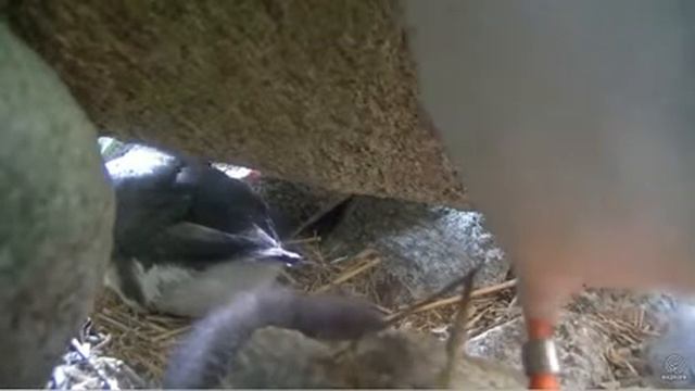 Puffins - Parent Brings Fish For Puffling 6/25/18 смотреть онлайн