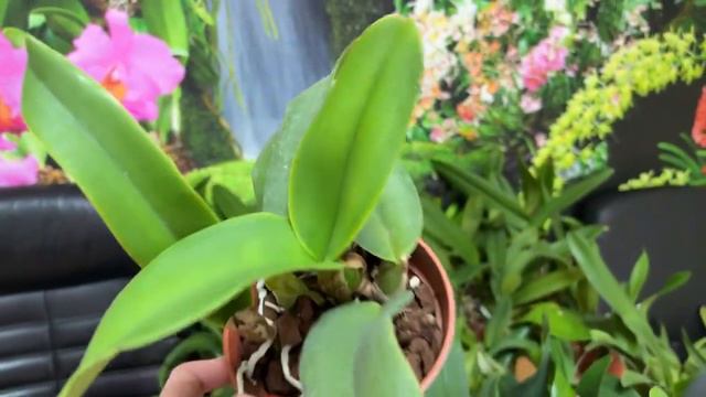 Новая поставка орхидей из Франции смотреть онлайн