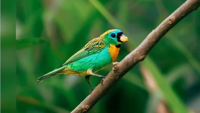 Бразильский лес|| Звуки природы смотреть онлайн