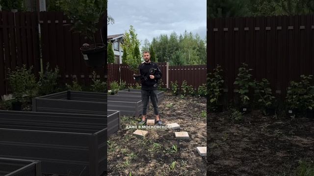 Крыжовник колобок смотреть онлайн