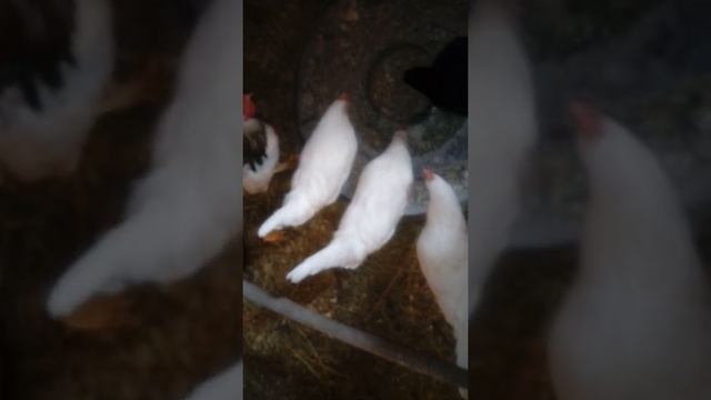 Куры начали нестись! Первое яйцо!!! смотреть онлайн