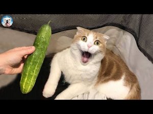 Кот против огурца. Забавная реакция кошек на огурец