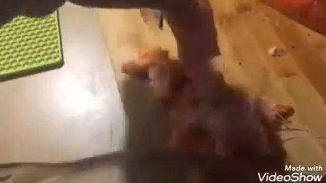 СОЛИМ ФОРЕЛЬ. СЛАБОСОЛЕНАЯ ФОРЕЛЬ