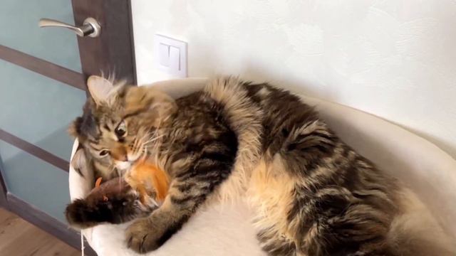 Maine Coon kittens. Big beautiful cats. Мейн-куны - роскошные, крупные домашние коты. смотреть онлайн