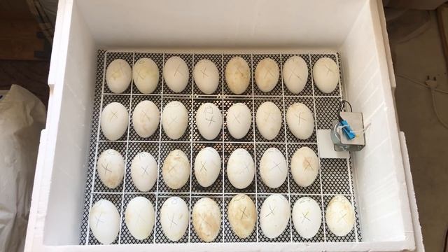 КОНКУРС! Гусиный ТОТАЛИЗАТОР! :) Делаем ставки! Заложили гусиные яйца в инкубатор Несушка М. смотреть онлайн