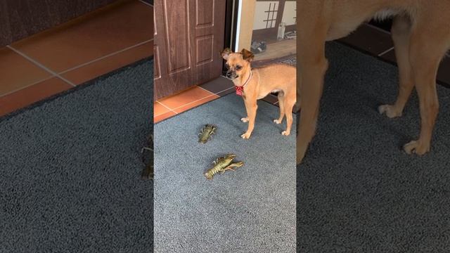 Собака и раки. Тойтерьер смотреть онлайн