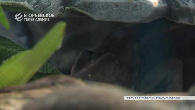 Жители Егорьевска могут посетить выставку пауков. смотреть онлайн