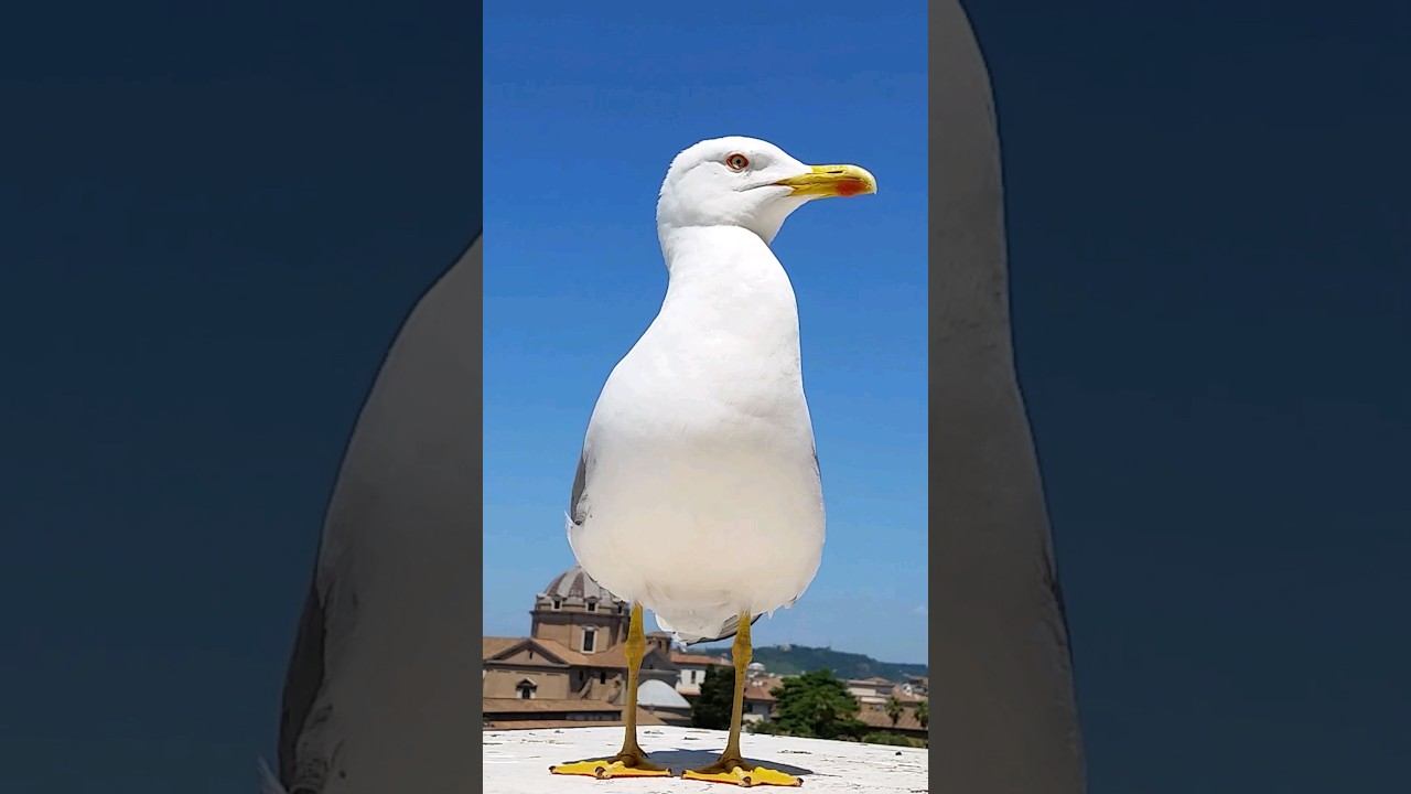 Captain #Seagull is patrolling #Rome смотреть онлайн