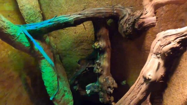 Varanus Acanthurus, Varanus Jobiensis