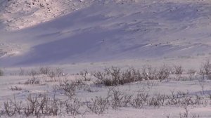 Плато Путорана на снегоходах. Часть 2. Волки и росомахи