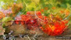 Ой, калина! исп. Иван Плешивцев