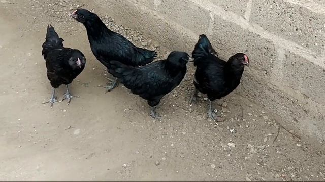 Black Ameraucana смотреть онлайн
