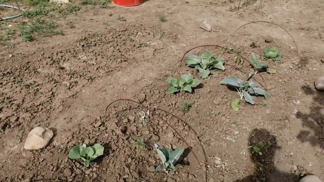 Купили дом на Юге.Как чувствуют себя огурцы в парнике. Купили клубнику. смотреть онлайн