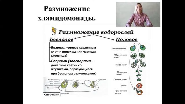 5 класс. Биология. Многообразие организмов. Водоросли. Бочкова О.А. смотреть онлайн