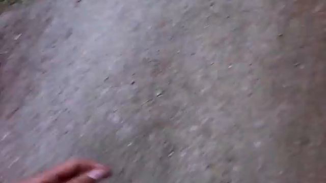 лысый пёс смотреть онлайн