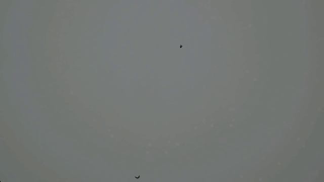 Торцовые голуби смотреть онлайн