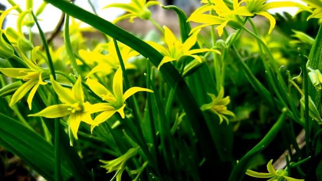 Гусиный лук смотреть онлайн