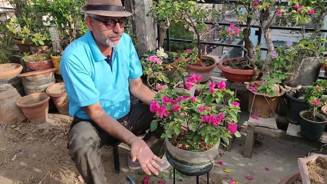 Do this to GET the FULL BLOOM in your BOUGAINVILLEA | How to PRUNE BOUGAINVILLEA to get BEST BLOOM смотреть онлайн