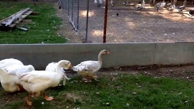 Мои Холмогорские и Ленточные гуси. Сентябрь 2014 смотреть онлайн