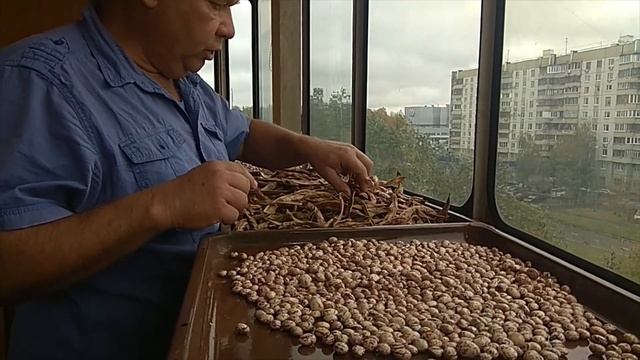 Фасоль зерновая. Сбор и лущение смотреть онлайн