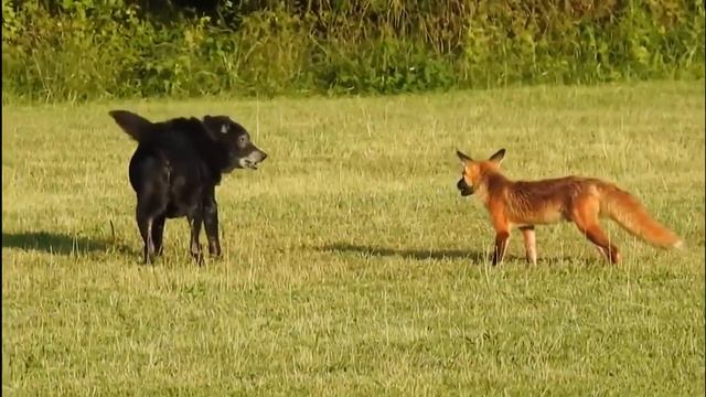 Собака против лисы | Fox vs Dog | Vulpes vs Canis lupus familiaris смотреть онлайн