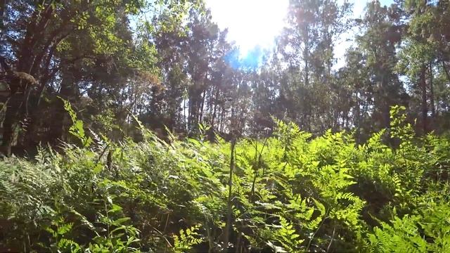 в лес по Грибы Топчихинский район Алтайский край лето 2020 смотреть онлайн