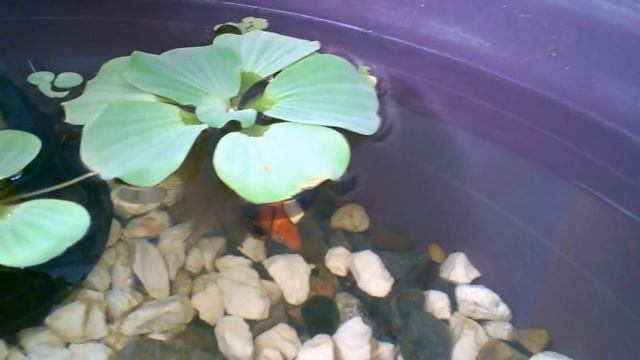 Мини Пруд на террасе своими руками. Металлическое ограждение. Ответы на вопросы. Доминикана. смотреть онлайн