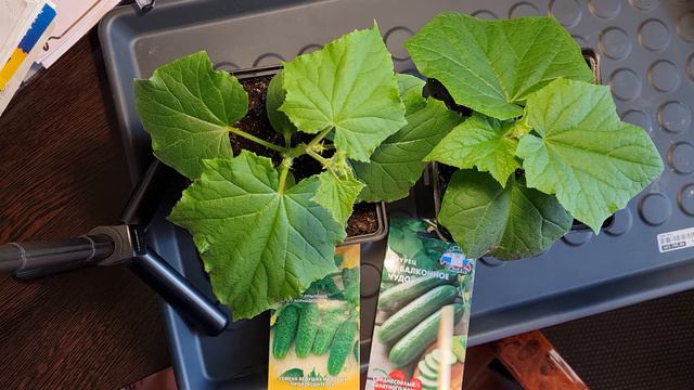 Огурцы🥒рассаде 34 дня🌱 смотреть онлайн