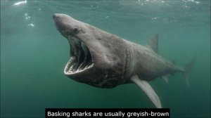Basking Shark & Whale Shark - The Differences