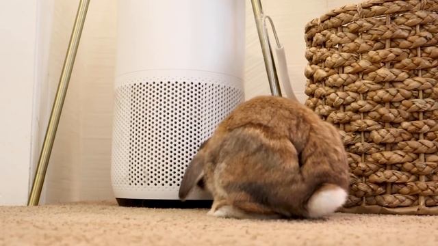 Rabbits are the BEST pets. Here's Why... смотреть онлайн
