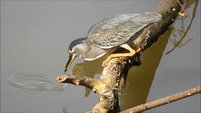 2020 11 03 КРОШЕЧНАЯ ЗЕЛЁНАЯ КВАКВА и ЕЁ КОНЦЕНТРАЦИЯ смотреть онлайн