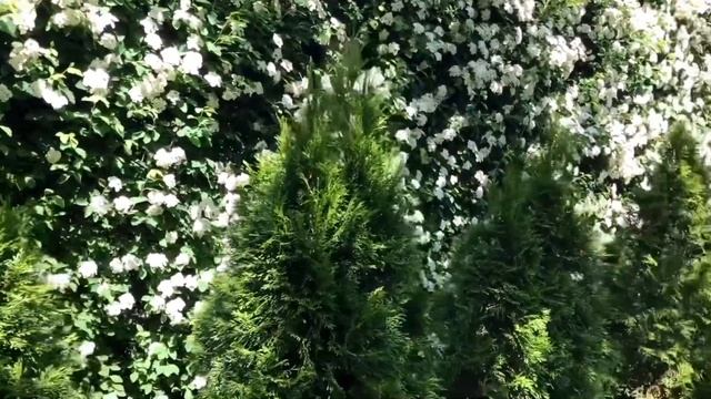 Спірея Вангутта: живий паркан. Чагарник Спірея Вангутта: в ландшафтному дизайні. Спірея Вангутта. смотреть онлайн