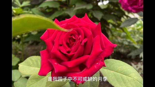 Another 10 good roses in the garden花园另外十款不错的月季介绍 смотреть онлайн