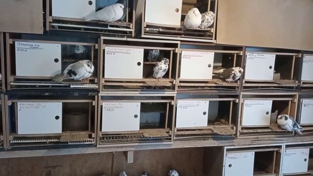 Сосновая хвоя в гнезда, вместо соломы. Обзор по маточнику, т. 89276513003 смотреть онлайн