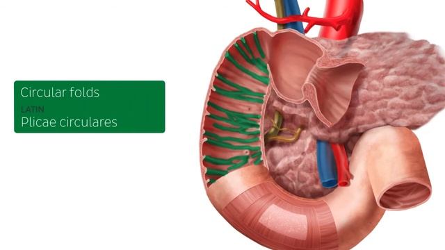 Двенадцатиперстная кишка - Анатомия человека | Kenhub смотреть онлайн