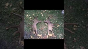 Лось рассказ для детей