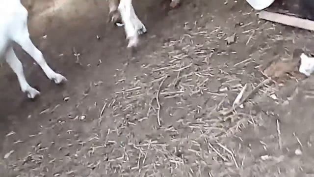 Пасём коз. смотреть онлайн