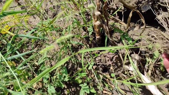 Отчетный день, что с весом после отдыха на море !? / Выкопали двойной чеснок смотреть онлайн