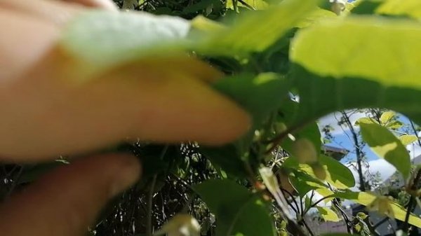 + лимонник китайский (Schisándra chinénsis).mp4