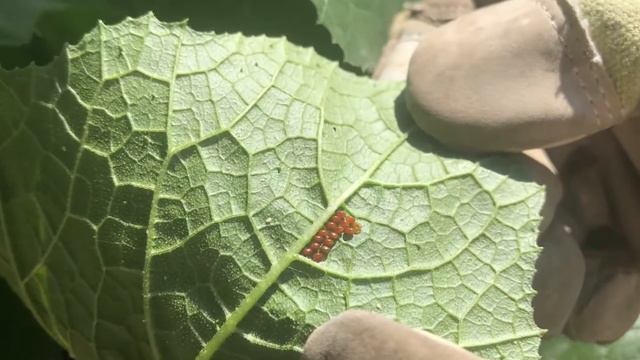 How To Kill Squash Bugs & Remove Their Eggs - Squash Bug Infestation On Zucchini - Urban Gardening