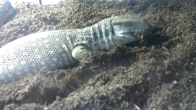 Savannah Monitor eats 1st Desert Tarantula! смотреть онлайн