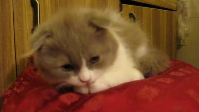 Феденька смотреть онлайн