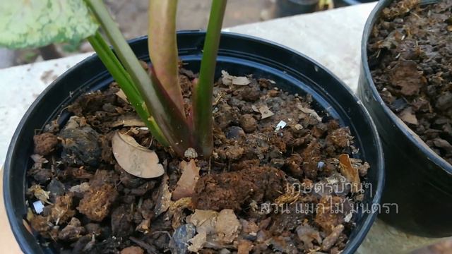 Syngonium Strawberry Ice ไม้ประดับใบสวย Rare