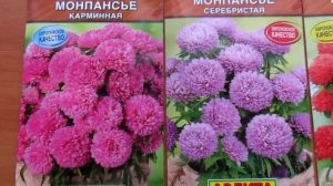 астра монпансье