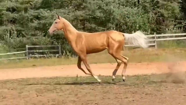Akhalteke stallion Simba 2020 y.b. Palomino смотреть онлайн