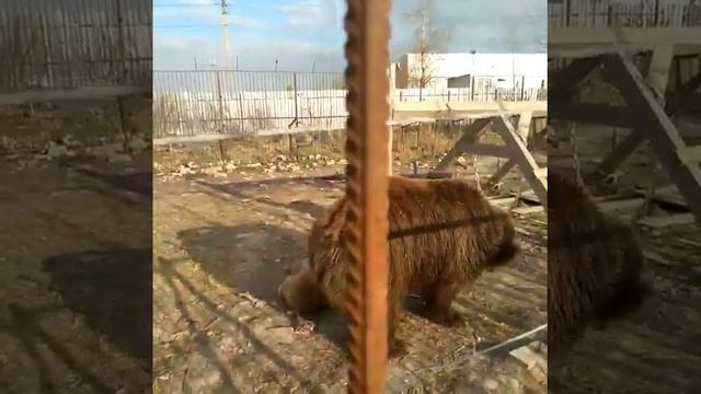 24.04.23. в хоккей играют #машахулиганяша и #мамашахулиганяши! смотреть онлайн